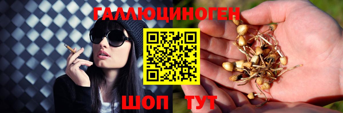 Псилоцибиновые грибы Psilocybe Елизово